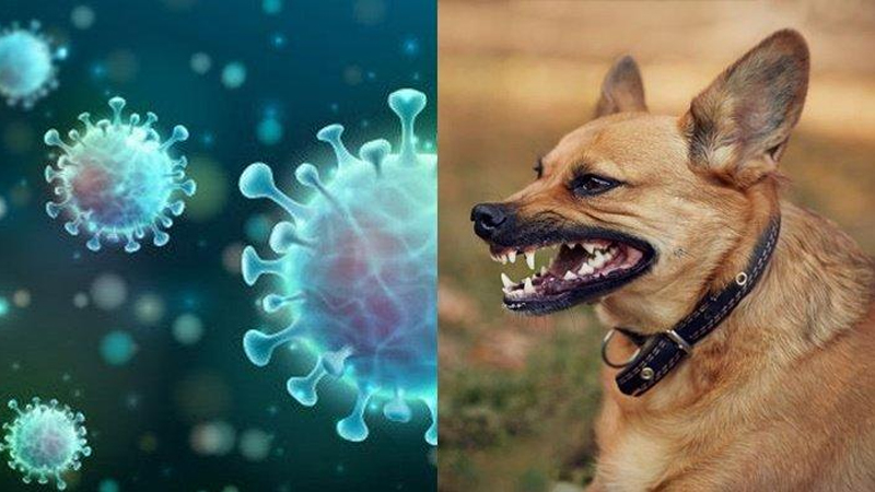 Rabies, Pencegahan Setelah Gigitan Hewan – PAFI Pangkalan Kerinci